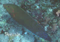  Coris cuvieri (African Coris Wrasse)